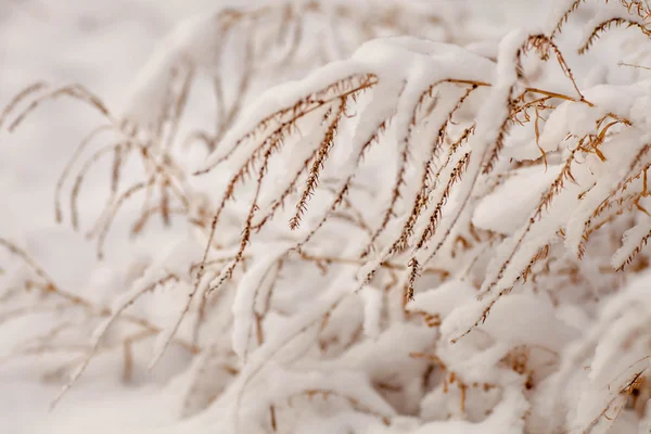 Dry grass covered with snow — Stock Photo, Image