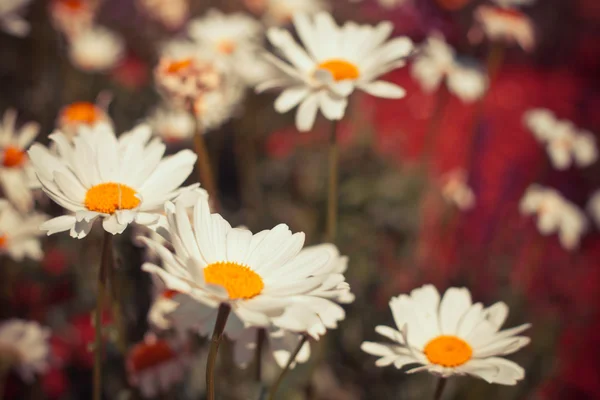 Groene gras en kamille bloemen — Stockfoto