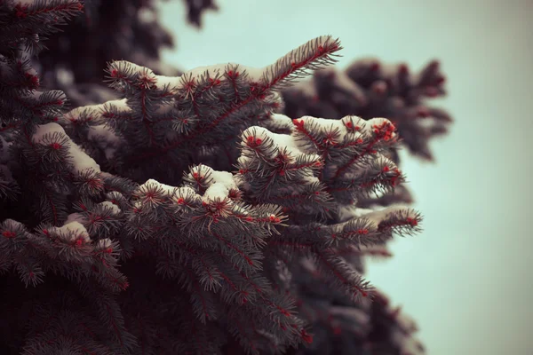 Blue pine tree branches — Stock Photo, Image