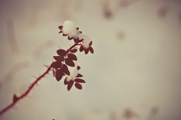 Wild winter flower — Stock Photo, Image