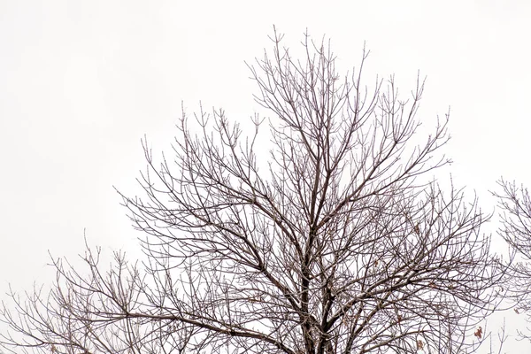 Ramos nus de árvore — Fotografia de Stock