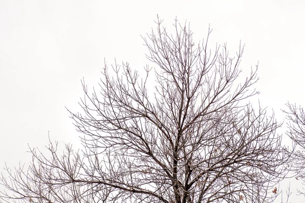 Branches nues de l'arbre — Photo