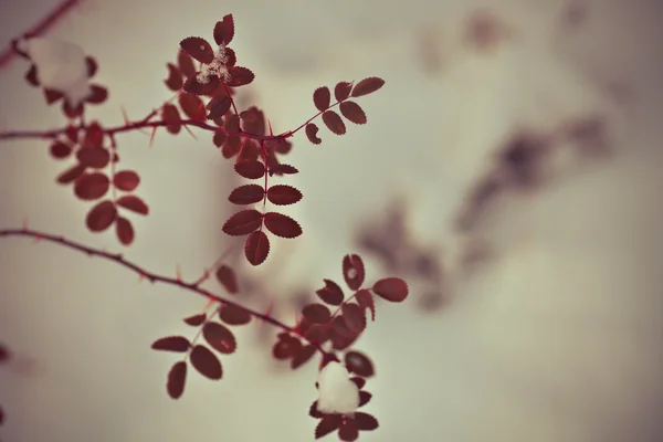 Snow on leaves of tree branch — Stock Photo, Image