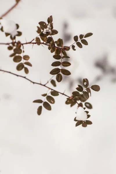 Snow on leaves of tree branch — Stock Photo, Image