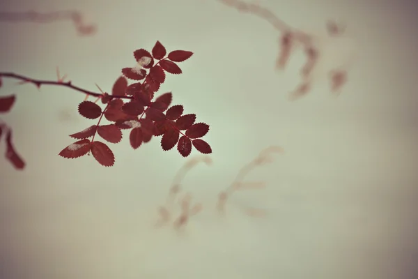 Snow on leaves of tree branch — Stock Photo, Image