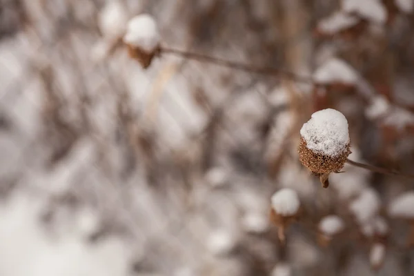 야생 겨울 꽃 — 스톡 사진