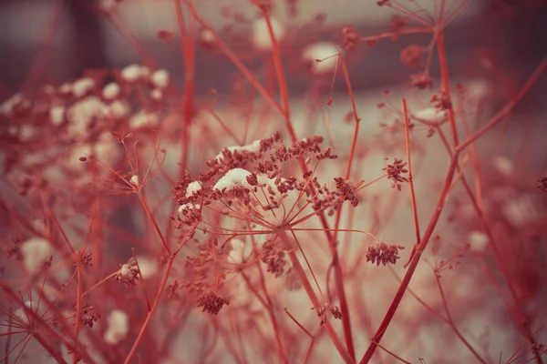 Vilda vinter blommor — Stockfoto