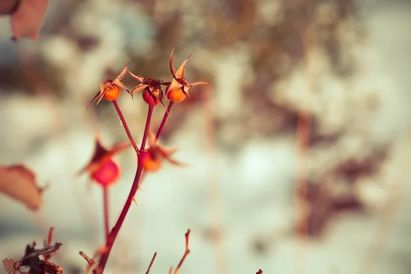 Wild winter bloem — Stockfoto