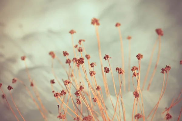 Wilde Winterblume — Stockfoto