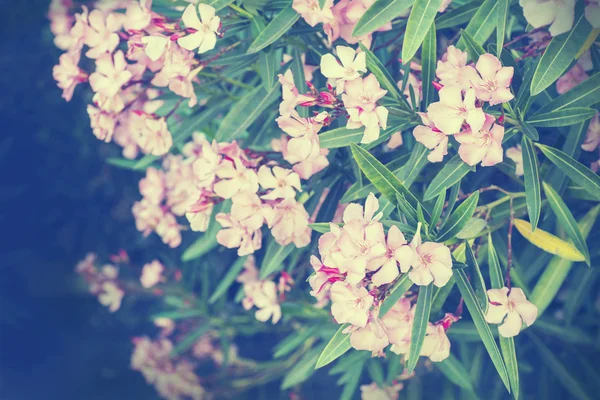 Bush Met Lichtpaarse Bloemen Natuur Achtergrond — Stockfoto