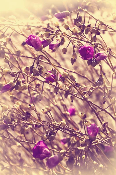 Schöne rosa lila Blüten — Stockfoto