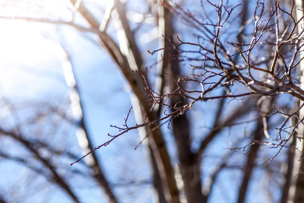 Rami nudi di albero — Foto Stock