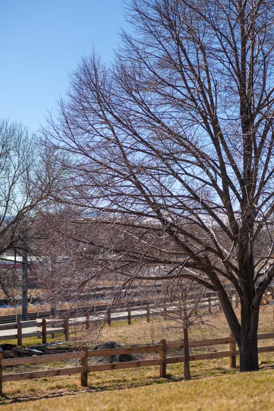 Bäume Mit Kahlen Ästen Garten Der Nähe Von Zäunen Mit — Stockfoto