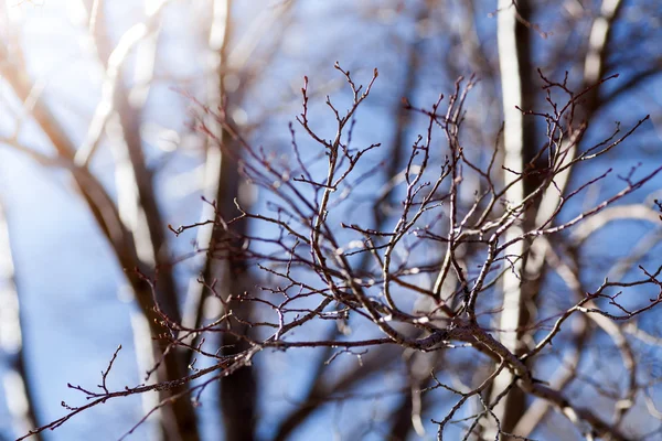 Branches nues de l'arbre — Photo