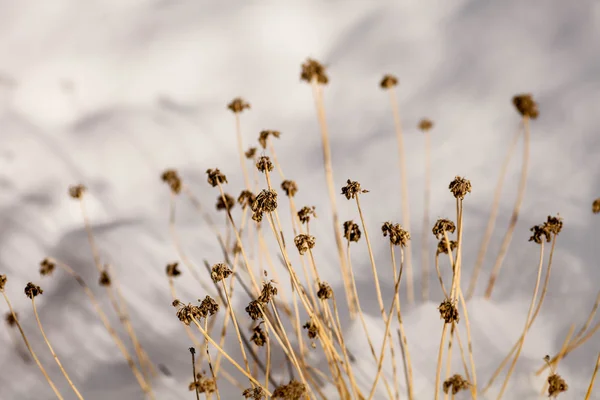 Flores de malezas congeladas con nieve Imagen De Stock