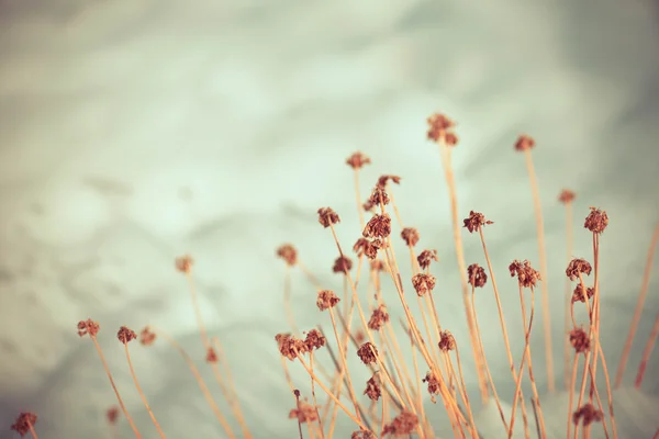 Bevroren onkruid bloemen met sneeuw Stockfoto