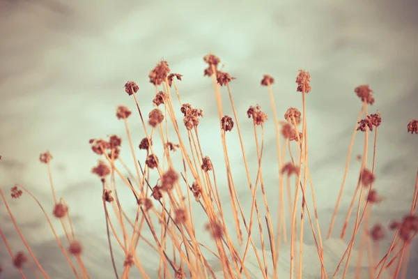 雪で雑草の花を凍結 ロイヤリティフリーのストック画像