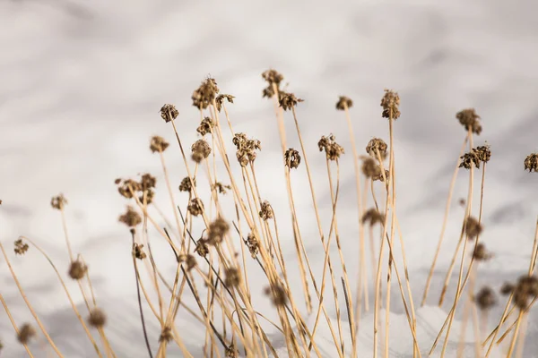 Flores de malezas congeladas con nieve Imagen De Stock