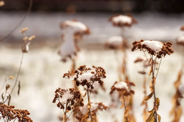 Zmrazené trávu květiny se sněhem Stock Obrázky