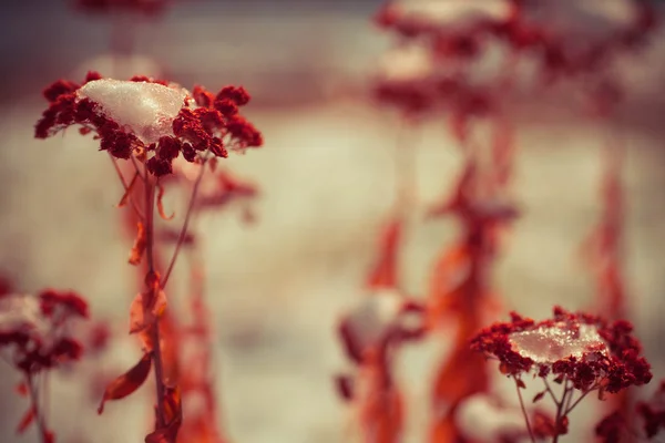 Bevroren onkruid bloemen met sneeuw Stockfoto