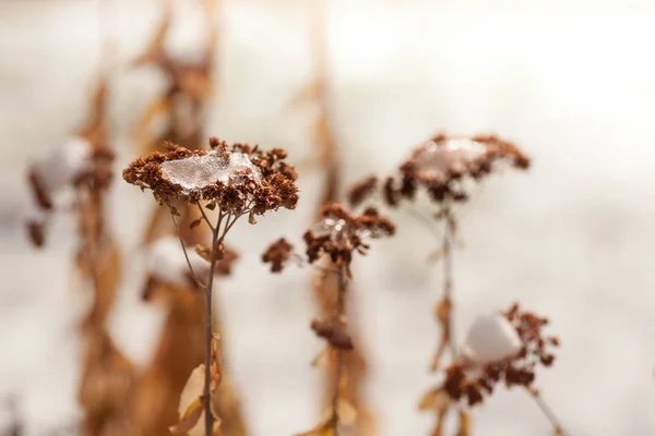Bevroren onkruid bloemen met sneeuw Rechtenvrije Stockfoto's