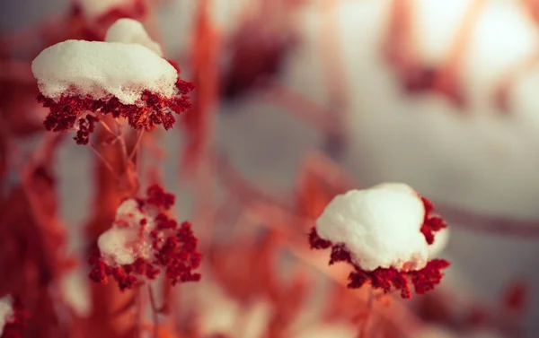 Fryst ogräs blommor med snö Stockbild