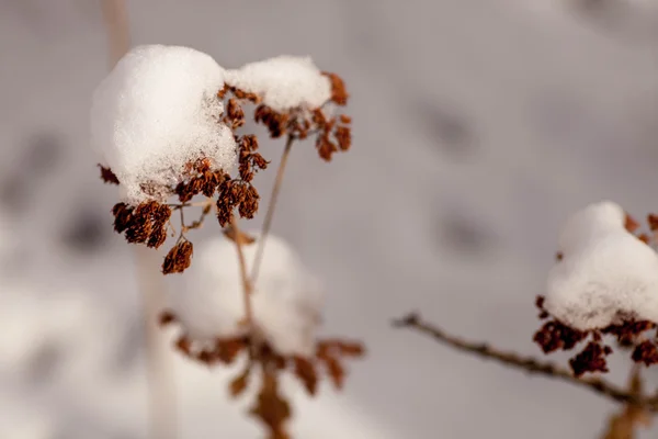 Zmrazené trávu květiny se sněhem Stock Fotografie