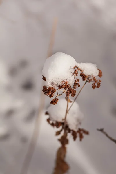 Fagyasztott füvet a virágok a hó Jogdíjmentes Stock Fotók