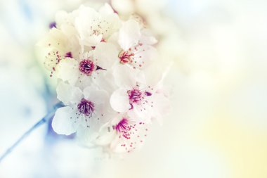 çiçekli ağaç dalı