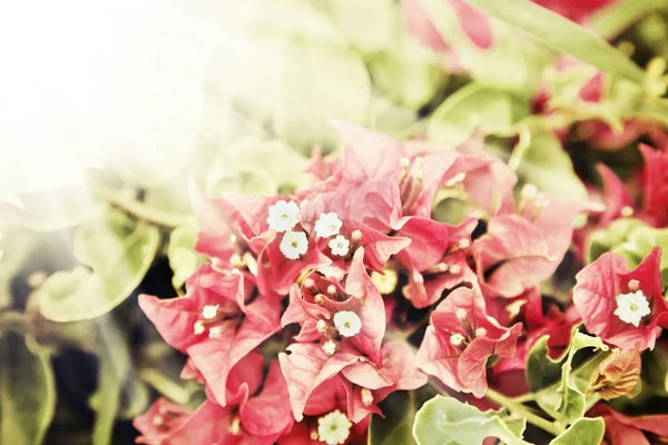 Bellissimi fiori sotto il sole — Foto Stock