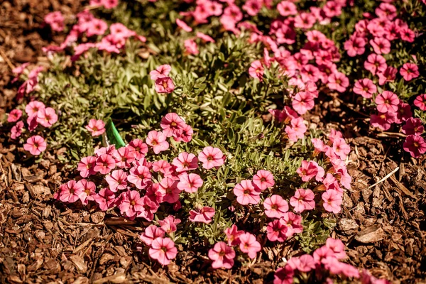 Beautiful flowers in the sunshine — Stock Photo, Image