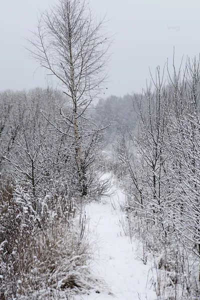 Zimowy krajobraz natura — Zdjęcie stockowe