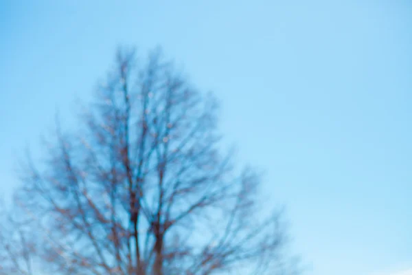 Ağaç dallarının Silhouettes — Stok fotoğraf