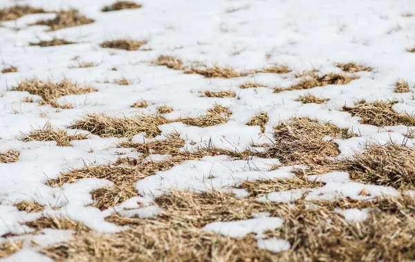 Száraz fű, hóval borított — Stock Fotó