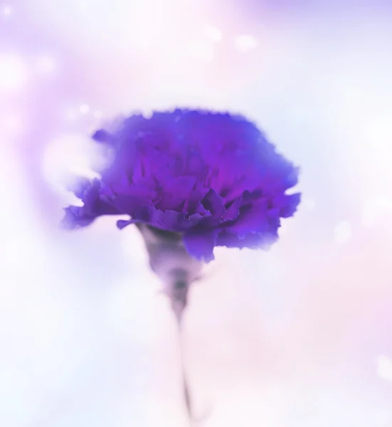 Karafiát Fialový Květ Rozostřeného Pozadí — Stock fotografie