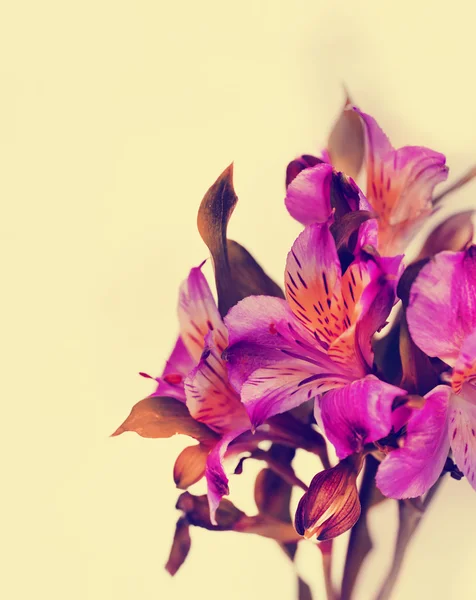 Mooie Alstroemeria Bloemen Natuurlijke Abstracte Achtergrond — Stockfoto