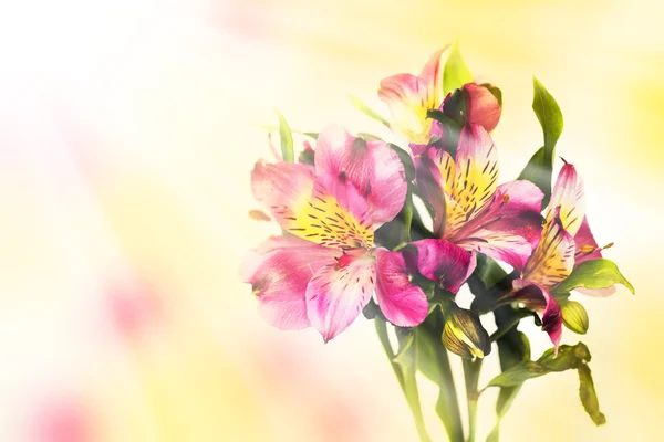 Bellissimi Fiori Alstroemeria Sfondo Astratto Naturale — Foto Stock