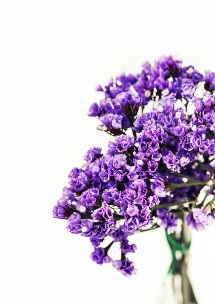 Takken Met Kleine Paarse Bloemen Geïsoleerd Witte Achtergrond — Stockfoto