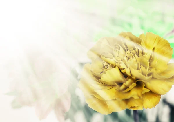 yellow carnation with flower bouquet on blurred background