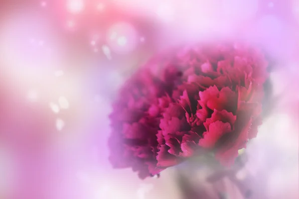 Red Carnation Flower Blurred Background — Stock Photo, Image
