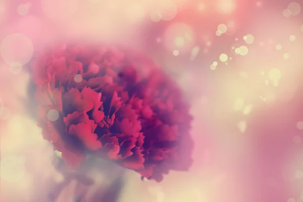 Red Carnation Flower Blurred Background — Stock Photo, Image