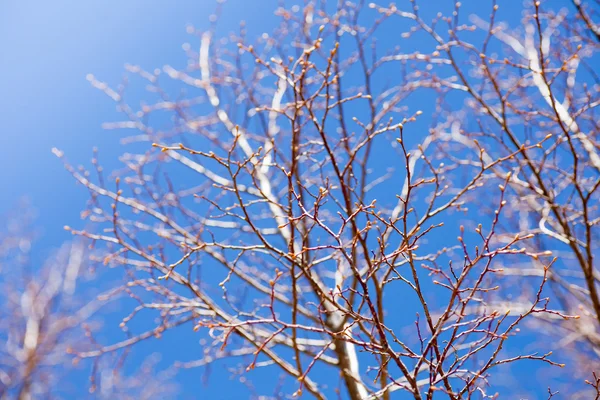 Kale takken van boom — Stockfoto