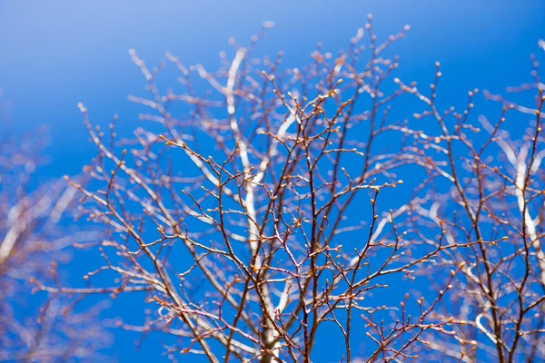 Зелені Бруньки Гілках Дерева Фоні Блакитного Неба Концепція Весни — стокове фото