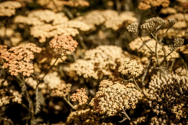 Wilde Plant Met Witte Bloemen Weide Zonnige Dag — Stockfoto