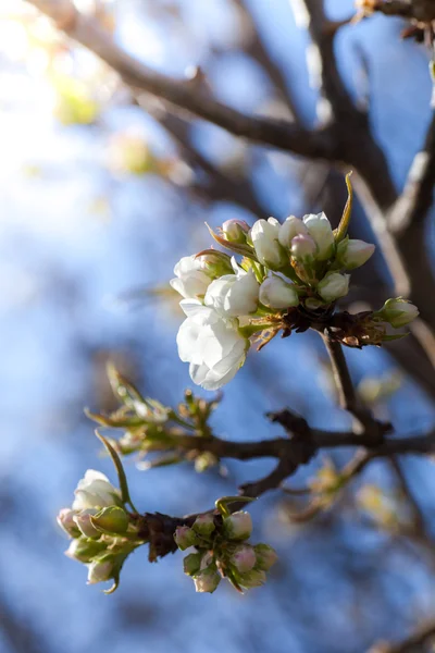 Trädgrenar med blommor — Stockfoto