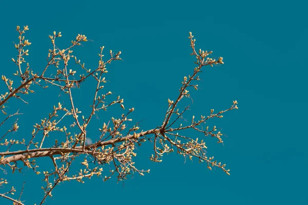 Grønne Blade Grene Træ Blå Himmel Baggrund Foråret Koncept - Stock-foto