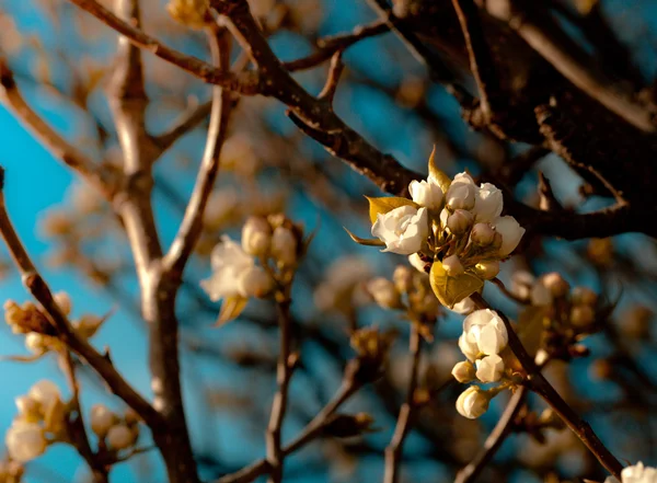 Tree branches with flowers — Stock Photo, Image