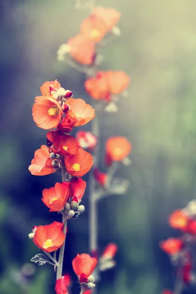 Hermosas Flores Hollyhock Rojo Fondo Naturaleza —  Fotos de Stock