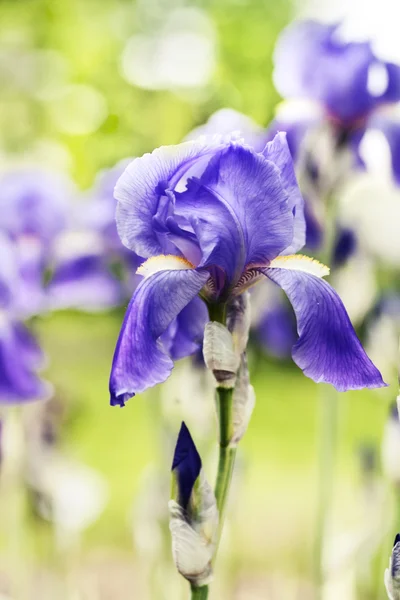 Hermosa flor de iris púrpura — Foto de Stock