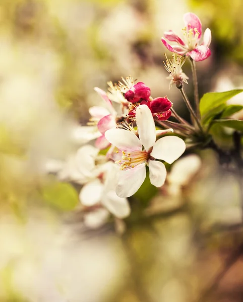 Tree branch with flowers — Stock Photo, Image